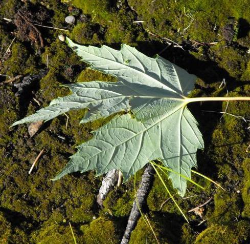 Silver Maple Tree Leaf