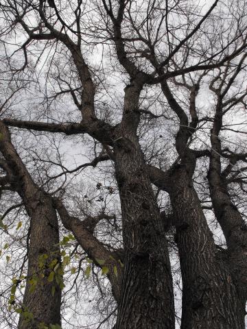 Mature American Elm Edmonton