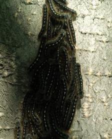 Forest Tent Caterpillers